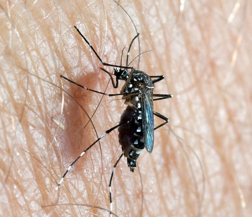 Aedes aegypti