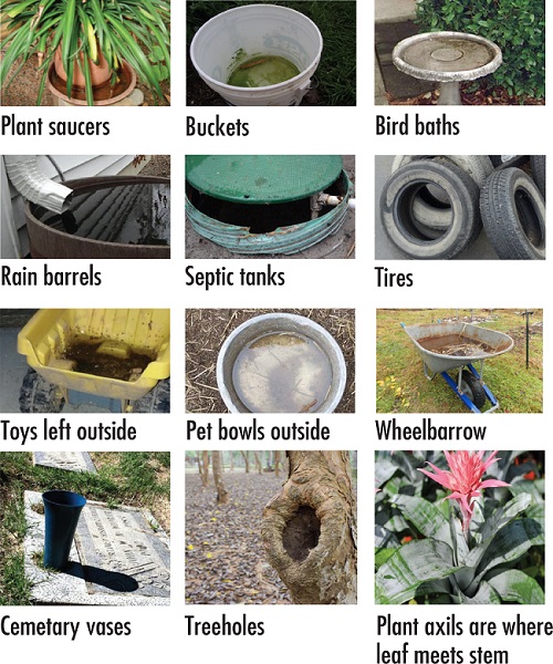 Mosquito Sources