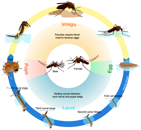 Mosquito Life Cycle