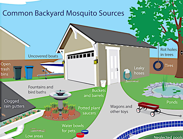 Common Backyard Mosquito Sources