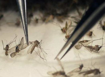 counting mosquitoes