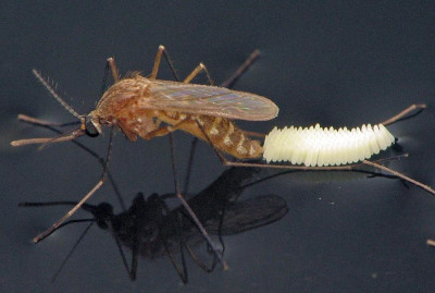 Mosquito laying eggs